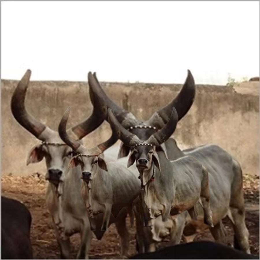 Kankrej cattle at Shilgiri farm